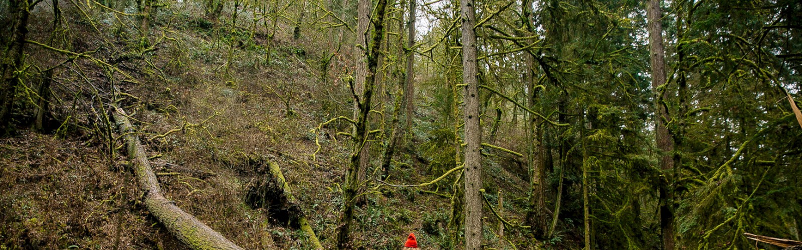 A person in a red hat stands on a fallen tree in a mossy, dense forest, surrounded by tall trees and lush green foliage.