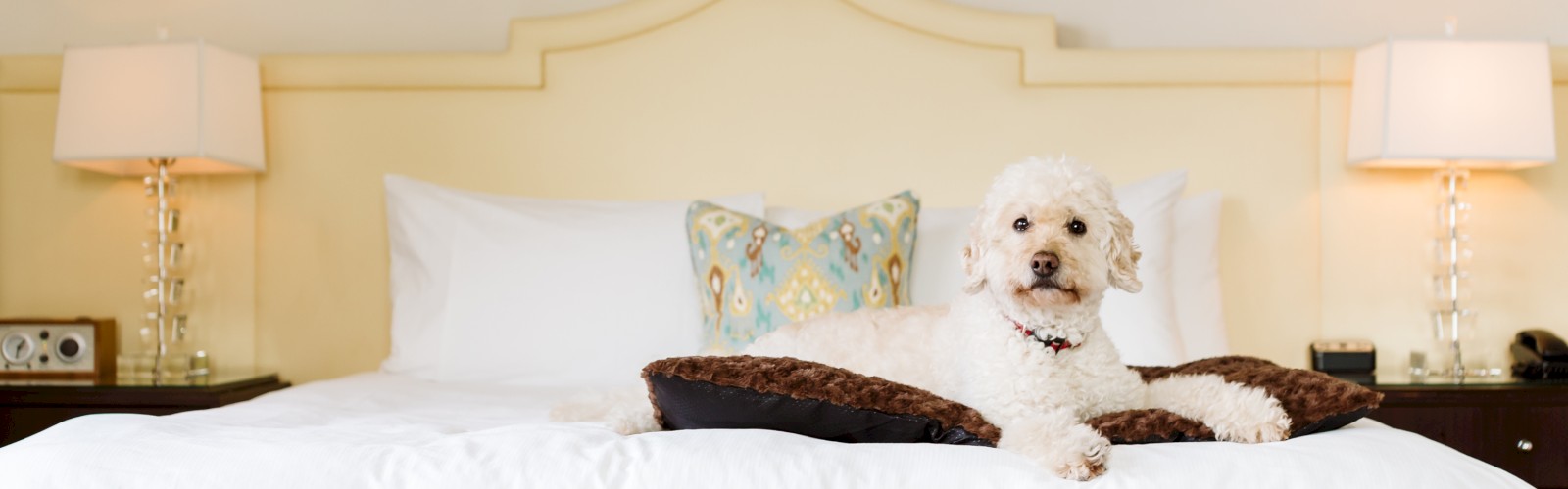 A fluffy white dog is lounging on a neatly made bed with white linens and decorative pillows. The bed has bedside tables with lamps on each side.