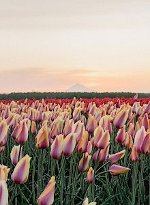 A field of blooming tulips with a mountain in the distance under a soft sky.