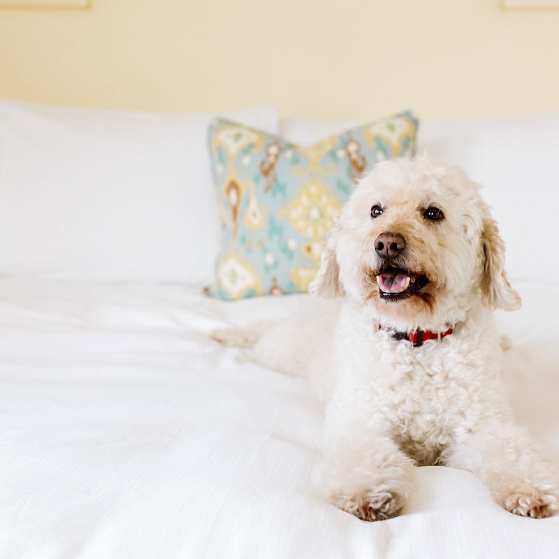 A fluffy white dog with a red collar lies on a neatly made bed with white linens and a patterned pillow in the background.
